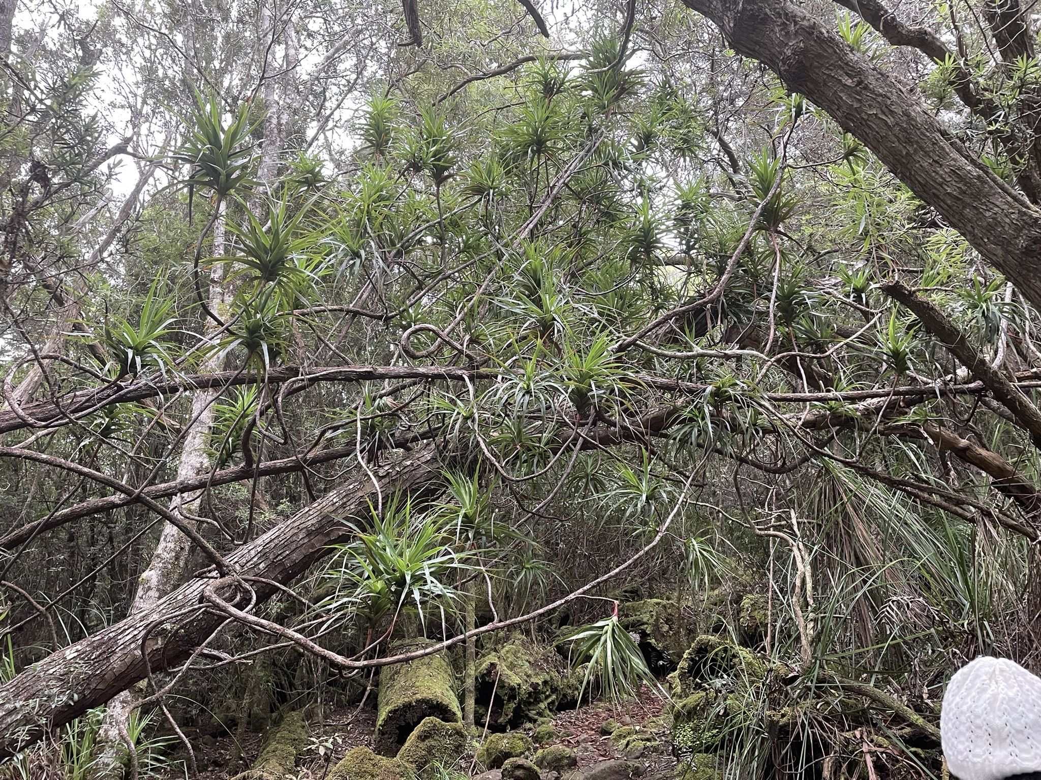 Mt Mangana Walk Bruny Island mt-mangana-walk-bruny-island